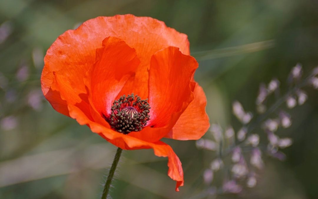 Worshipping Together : Apart – Remembrance Sunday 14th November