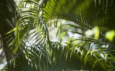 Worshipping Together : Apart – Palm Sunday 10th April