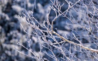 News Briefing No. 101 – 2nd February 2023